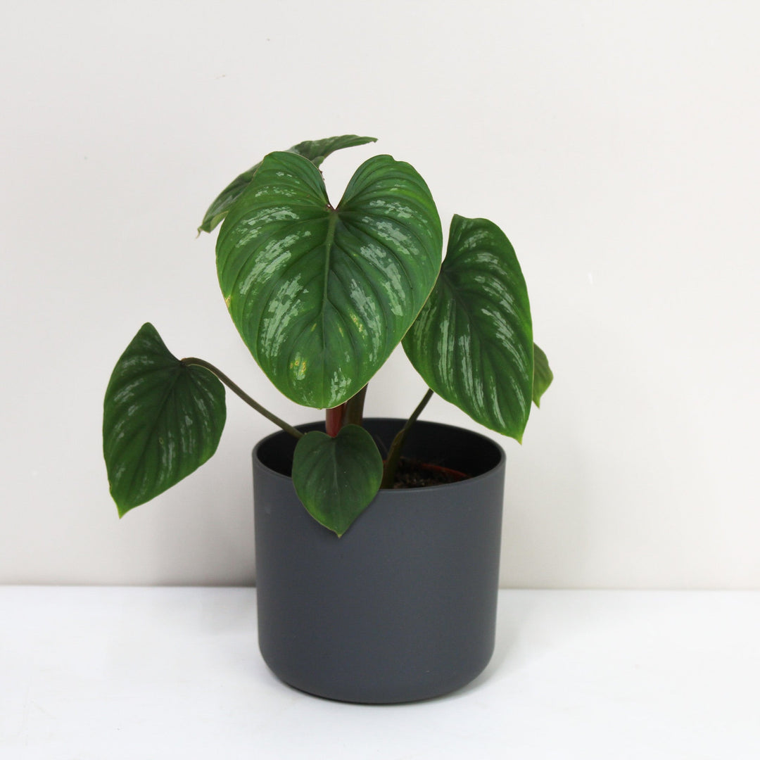 Philodendron Mamei M Foliage Dreams