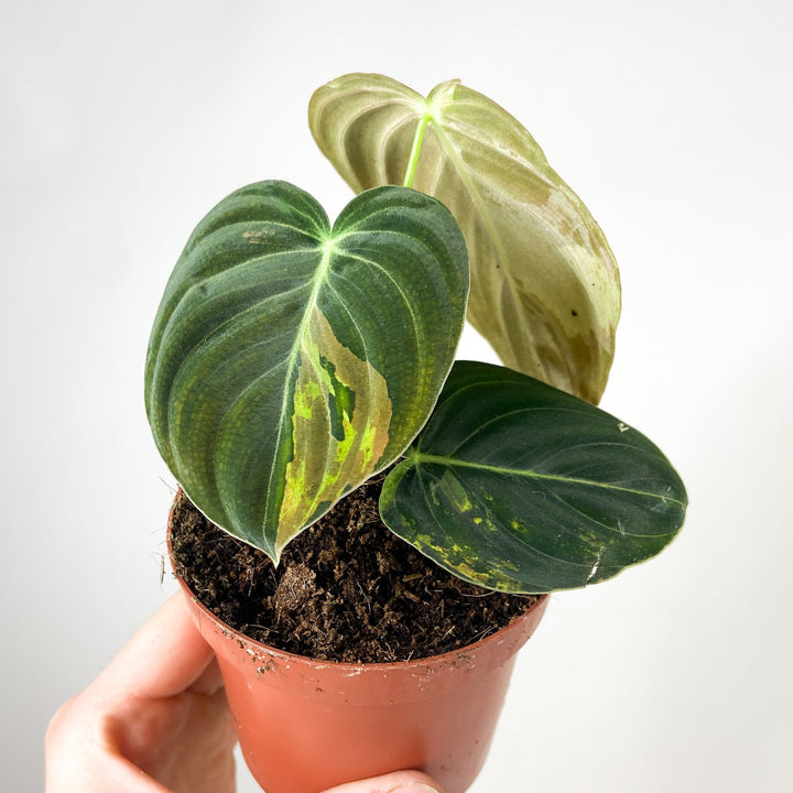 Philodendron Melanochrysum Variegata Foliage Dreams
