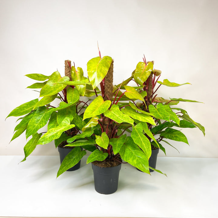 Philodendron Painted Lady Foliage Dreams