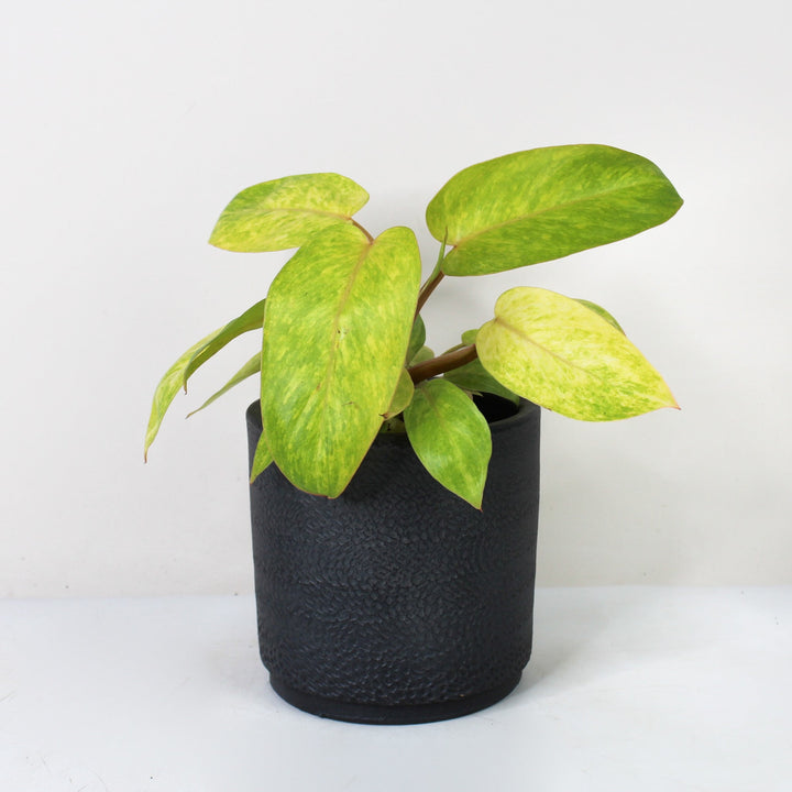 Philodendron Painted Lady Foliage Dreams