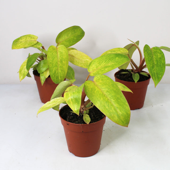 Philodendron Painted Lady Foliage Dreams