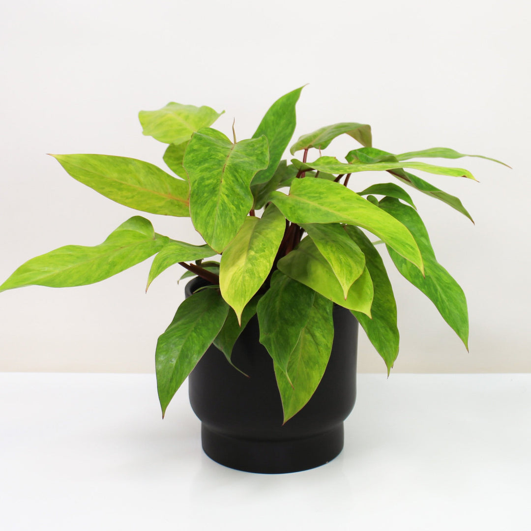 Philodendron Painted Lady L Foliage Dreams