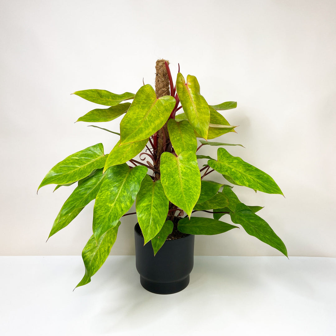 Philodendron Painted Lady XL Foliage Dreams