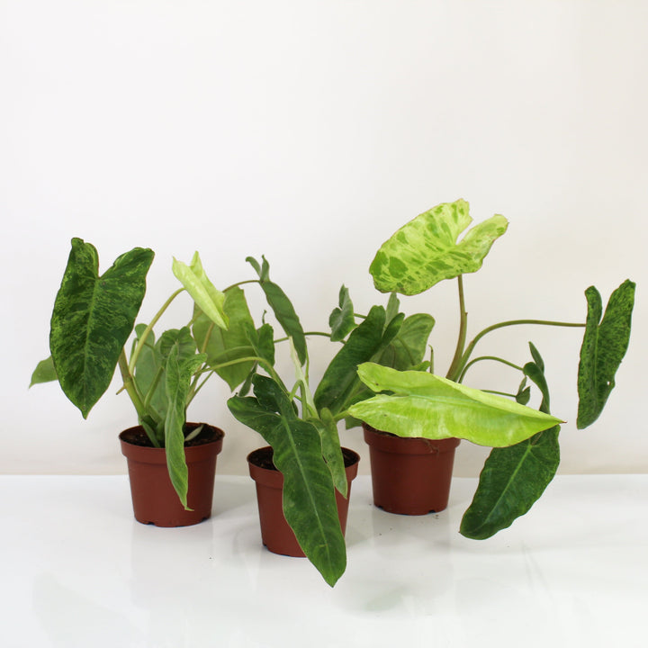 Philodendron Paraiso Verde Foliage Dreams