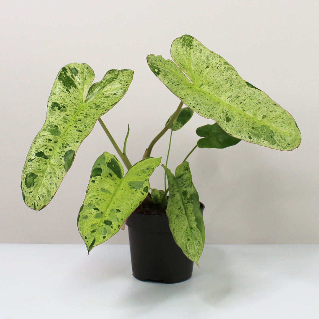 Philodendron Paraiso Verde Foliage Dreams