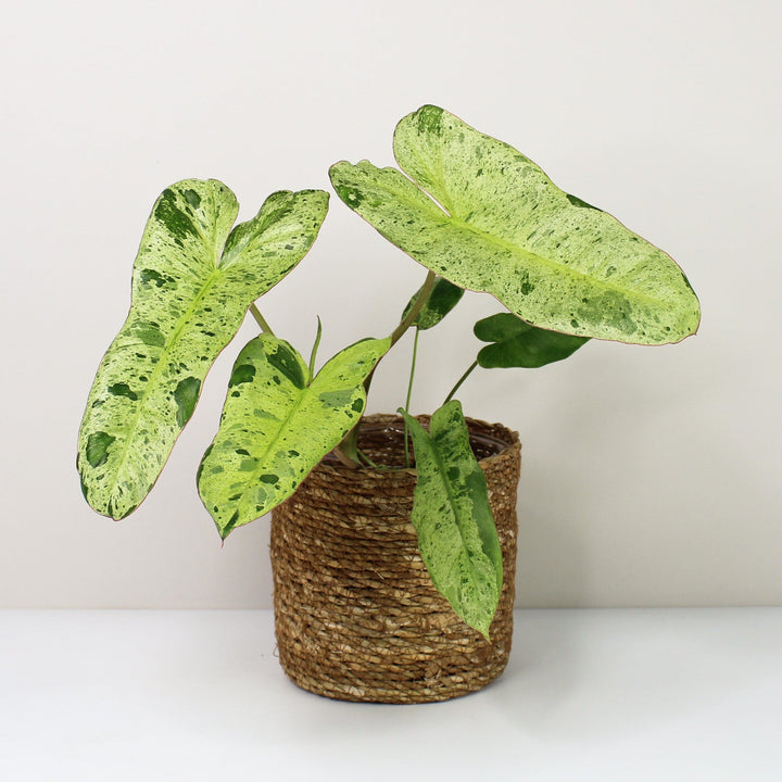 Philodendron Paraiso Verde Foliage Dreams