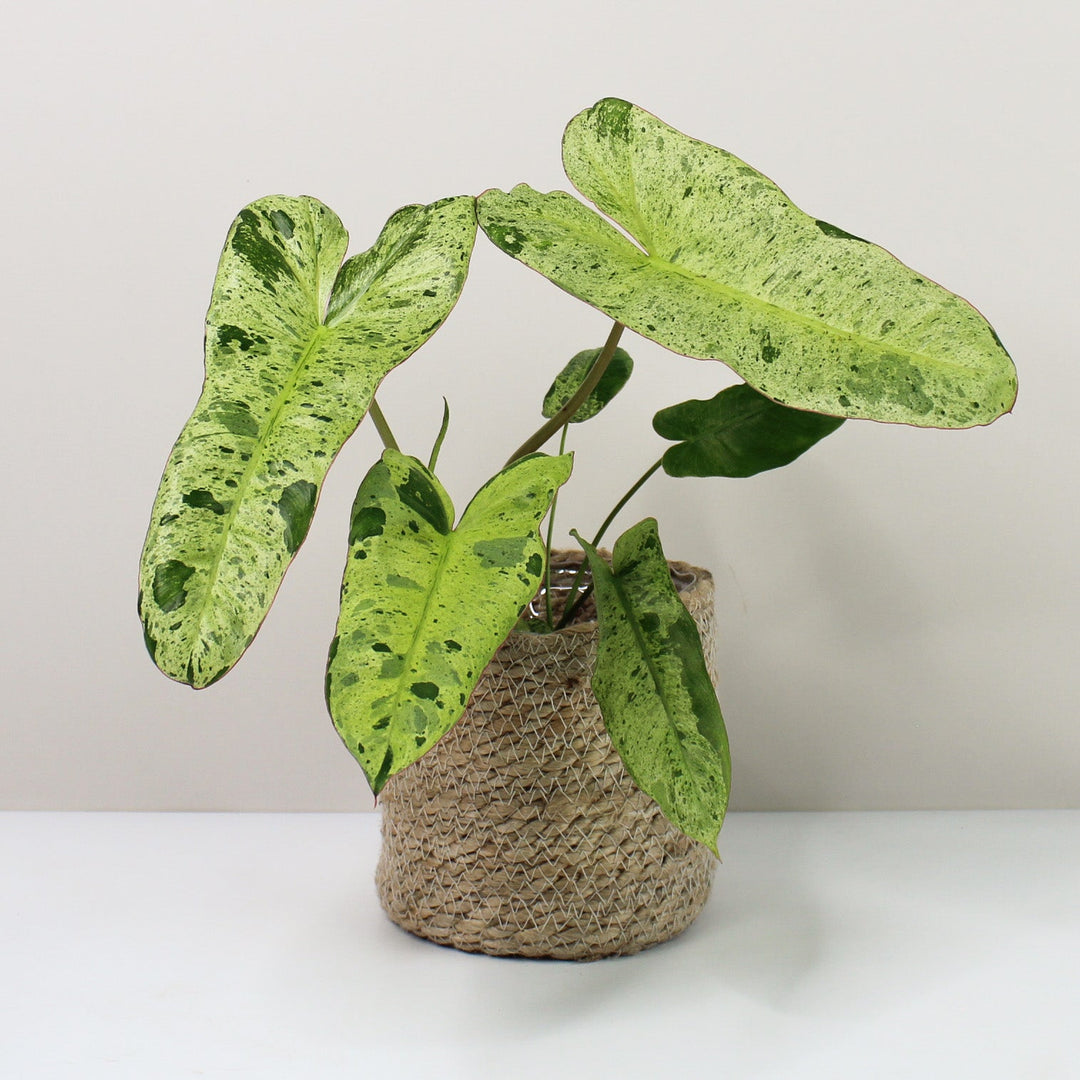 Philodendron Paraiso Verde Foliage Dreams
