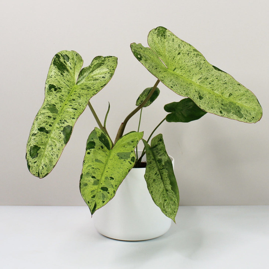 Philodendron Paraiso Verde Foliage Dreams