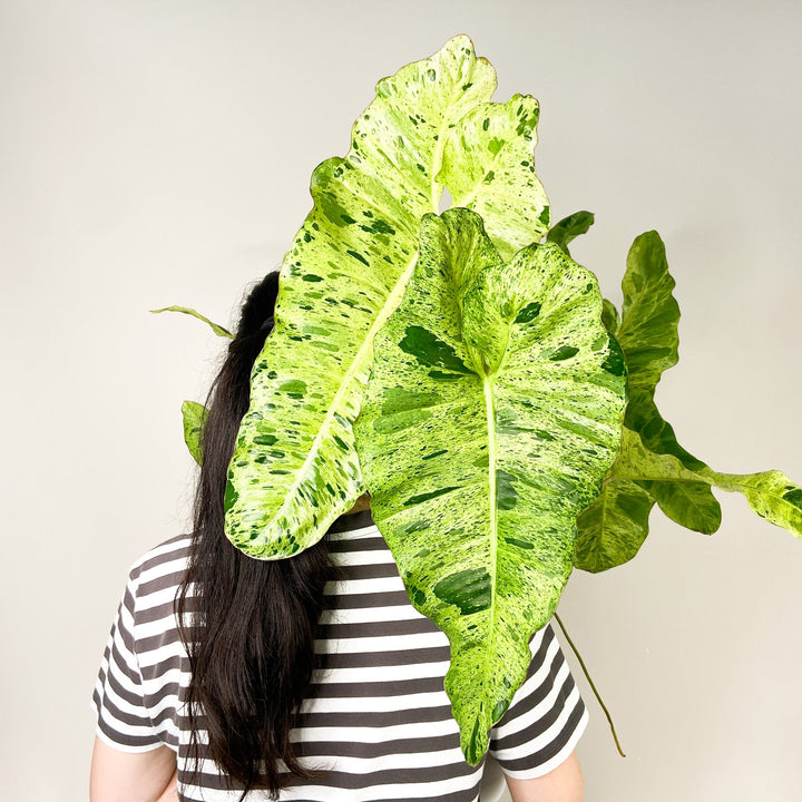 Philodendron Paraiso Verde Foliage Dreams