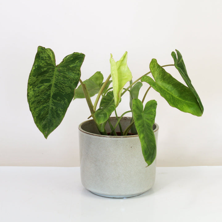 Philodendron Paraiso Verde M Foliage Dreams