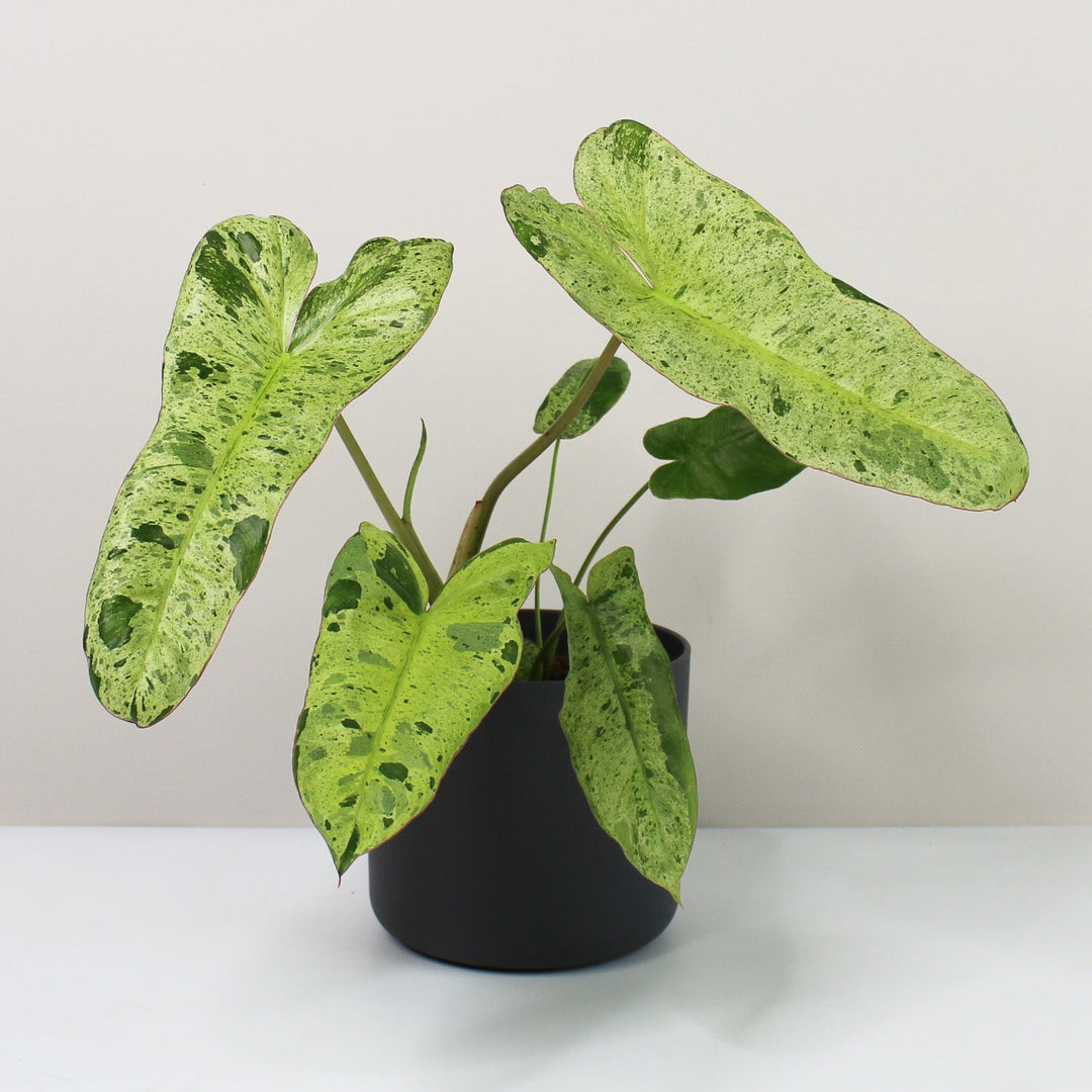 Philodendron Paraiso Verde M Foliage Dreams