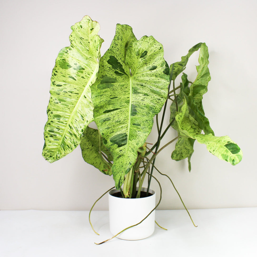Philodendron Paraiso Verde XL Foliage Dreams