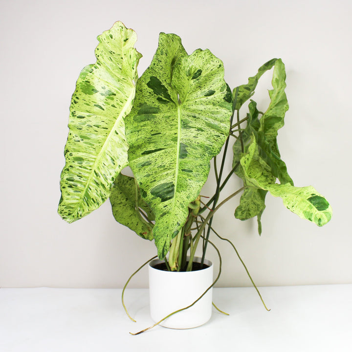 Philodendron Paraiso Verde XL Foliage Dreams