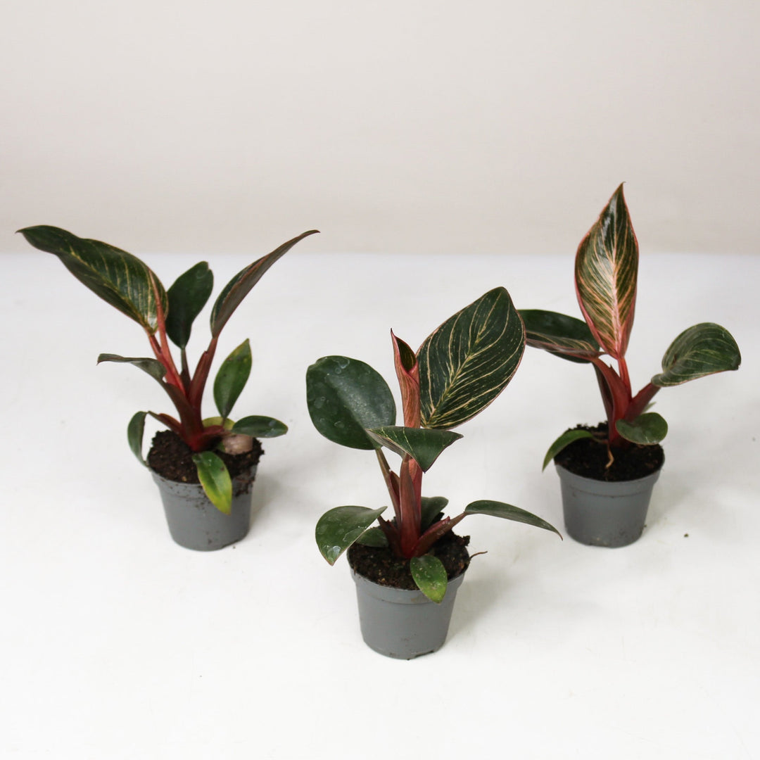 Philodendron Pink Bikini - Babypflanze Foliage Dreams