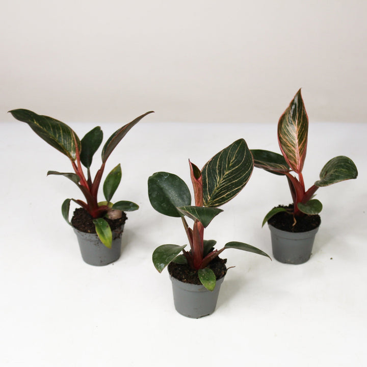 Philodendron Pink Bikini - Babypflanze Foliage Dreams