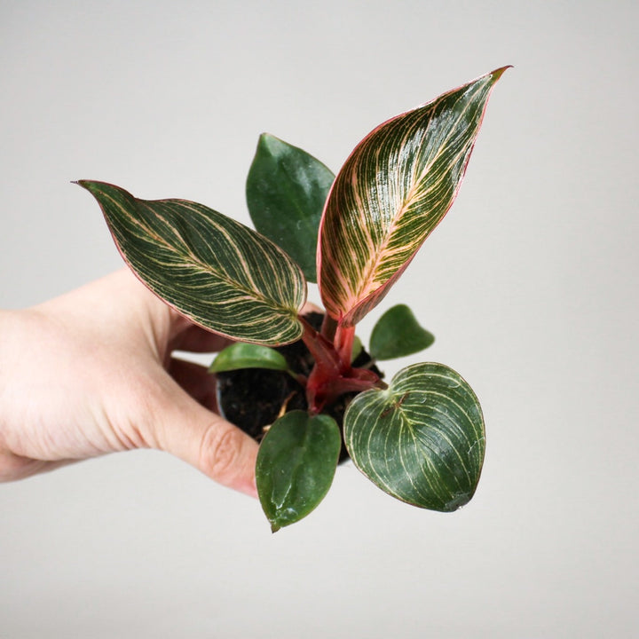 Philodendron Pink Bikini - Babypflanze Foliage Dreams