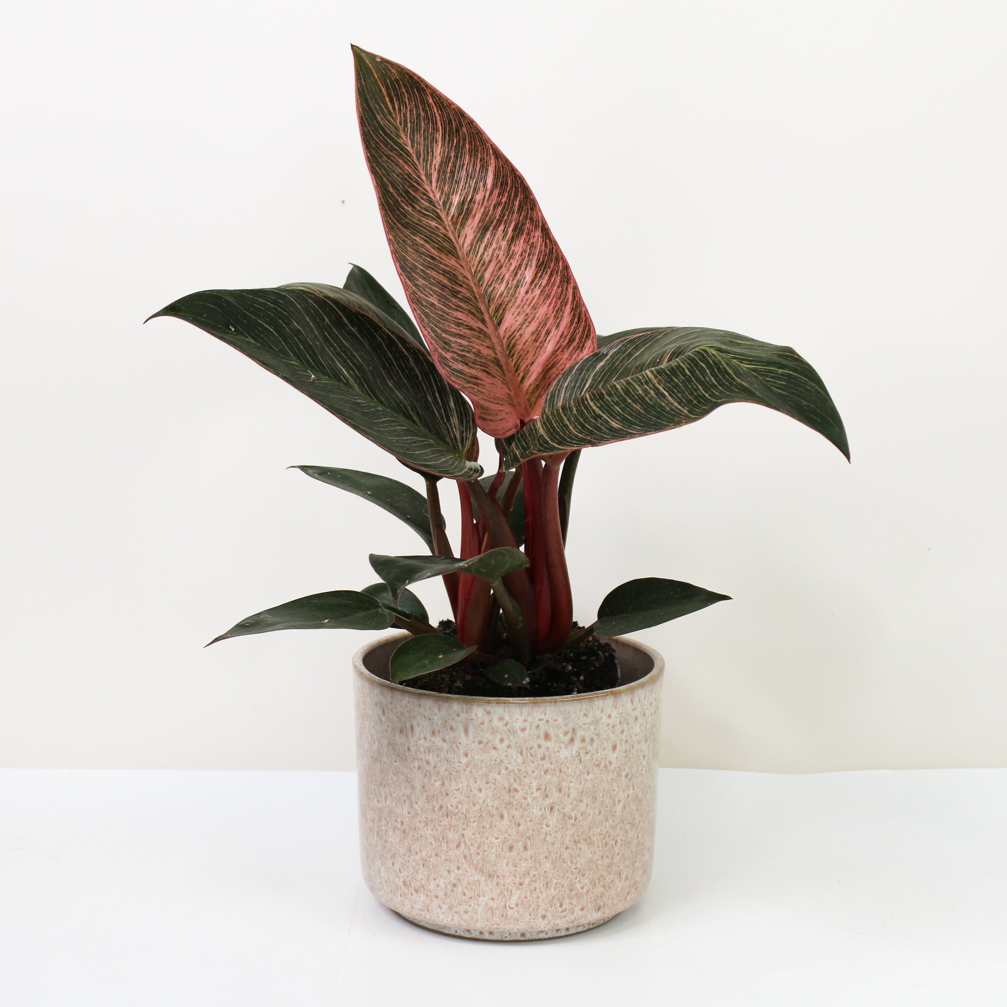 Philodendron Pink Birkin – Foliage Dreams