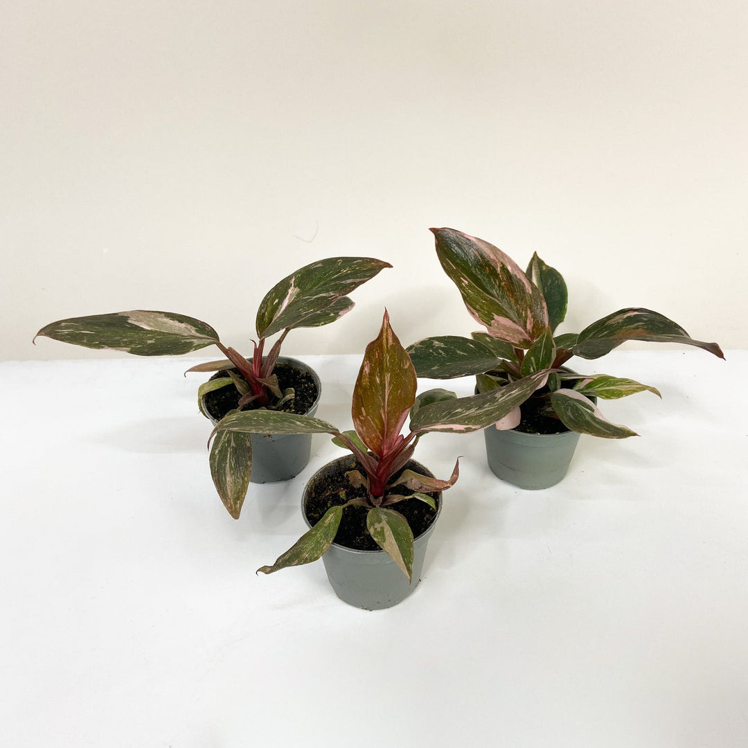 Philodendron Pink Princess 'Marble' - Babypflanze Foliage Dreams