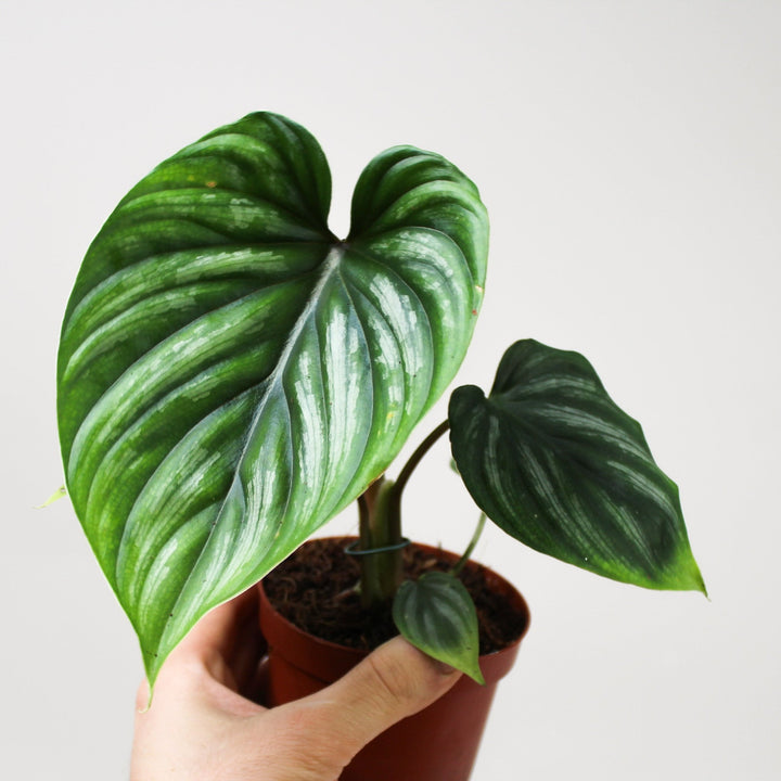 Philodendron Plowmanii Foliage Dreams