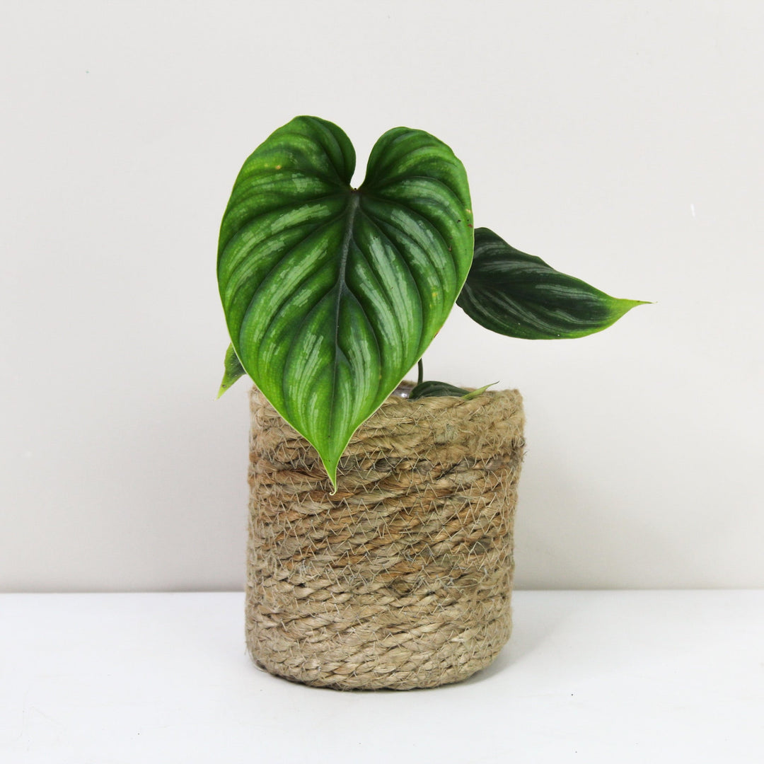 Philodendron Plowmanii S Foliage Dreams
