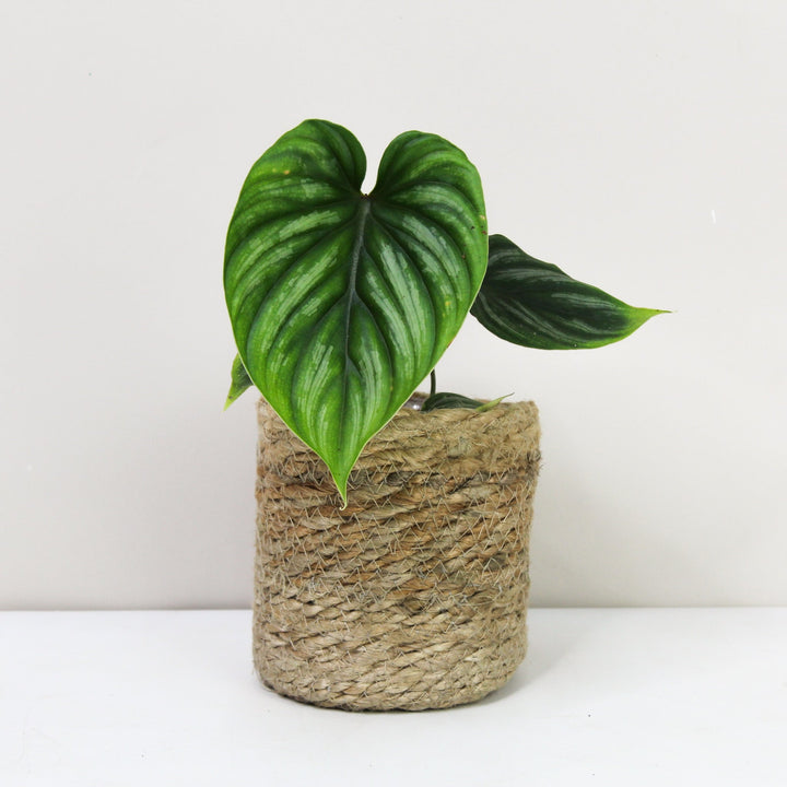 Philodendron Plowmanii S Foliage Dreams