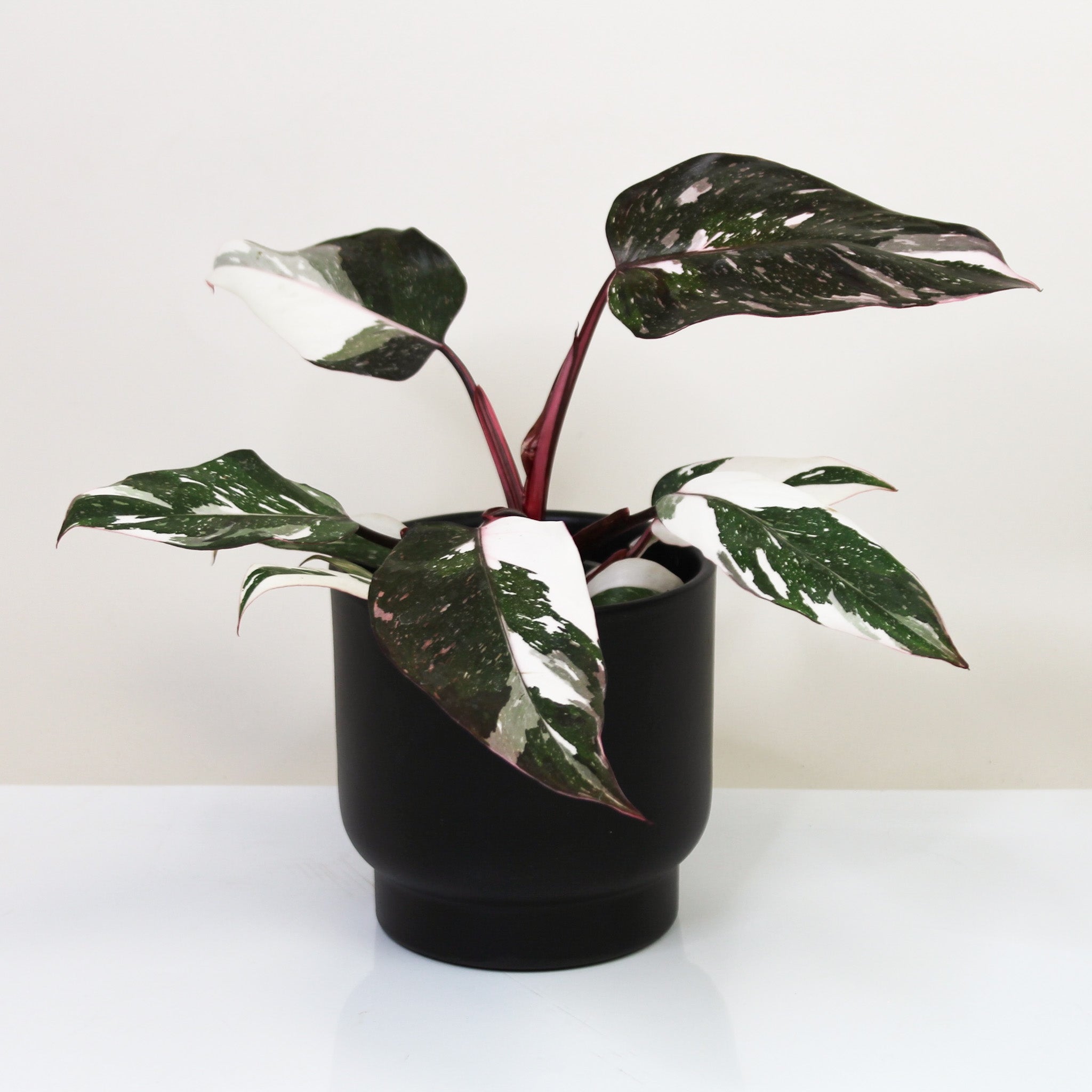 philodendron red anderson Philodendron Red Anderson Variegata – Foliage Dreams