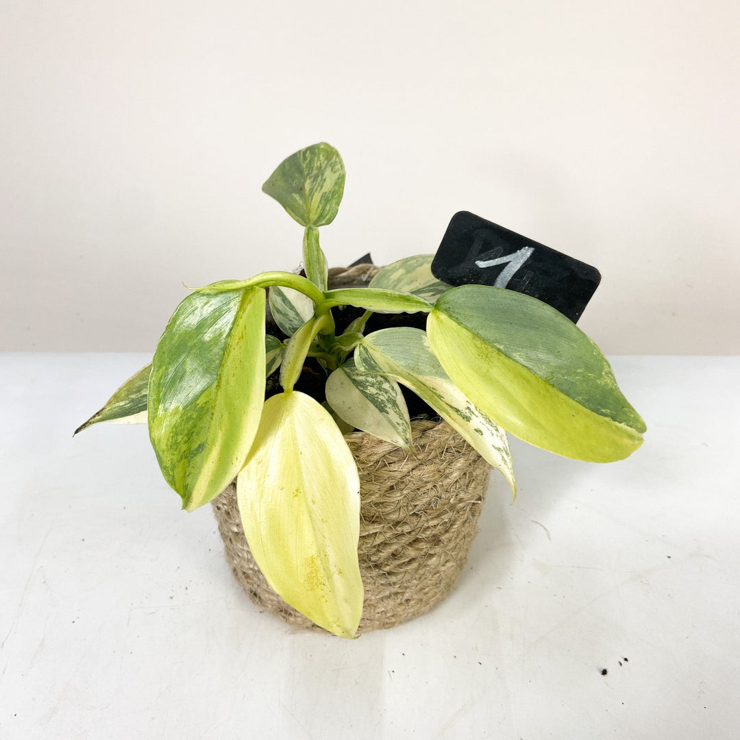 Philodendron Silver Sword Variegata Foliage Dreams