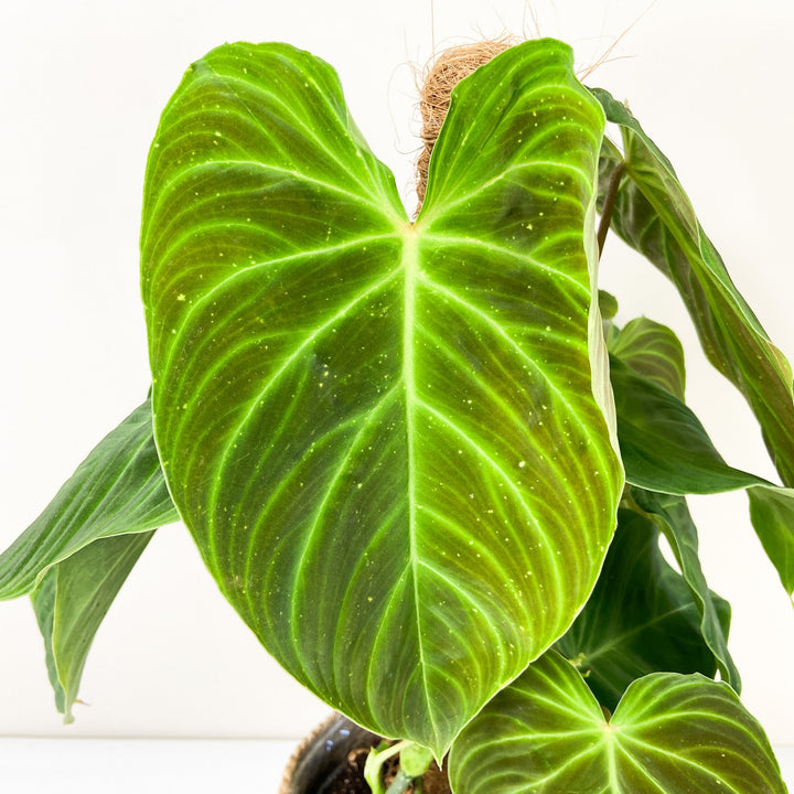 Philodendron Splendid L Foliage Dreams