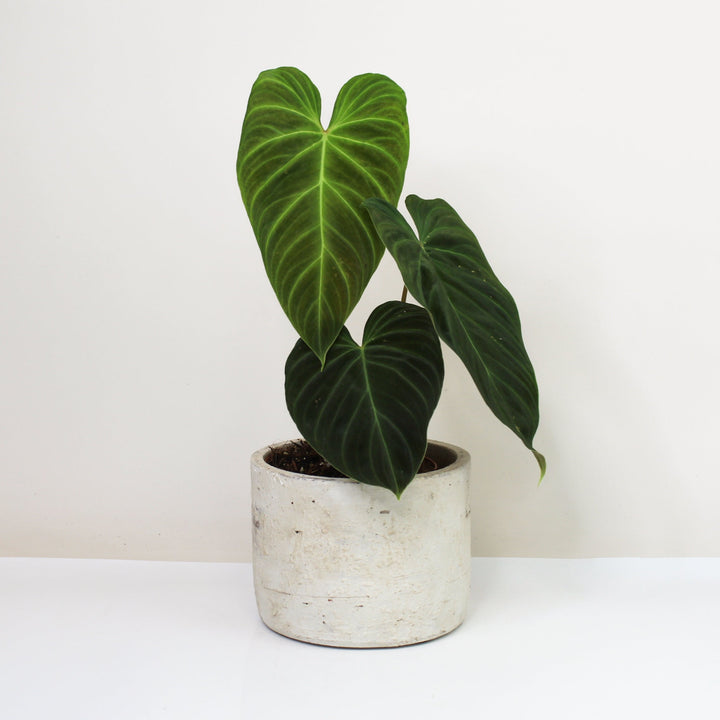 Philodendron Splendid M Foliage Dreams
