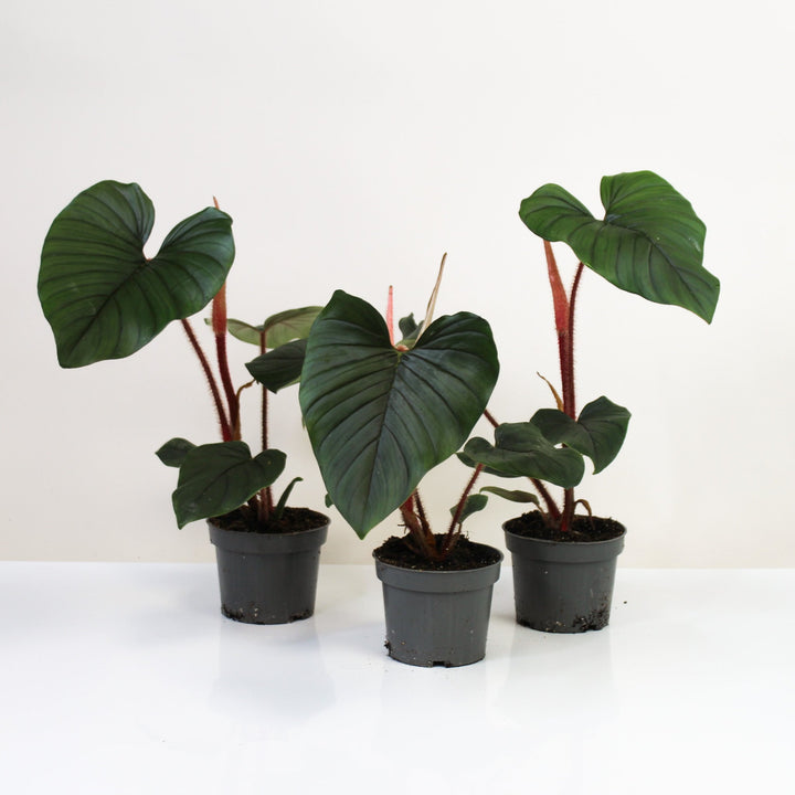 Philodendron Squamiferum X Serpens Foliage Dreams