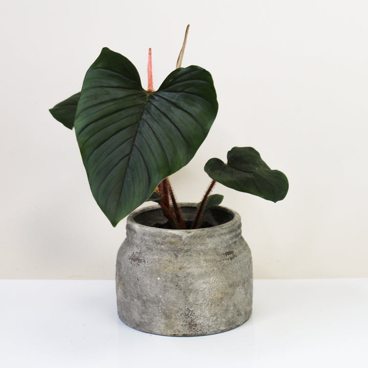 Philodendron Squamiferum X Serpens Foliage Dreams