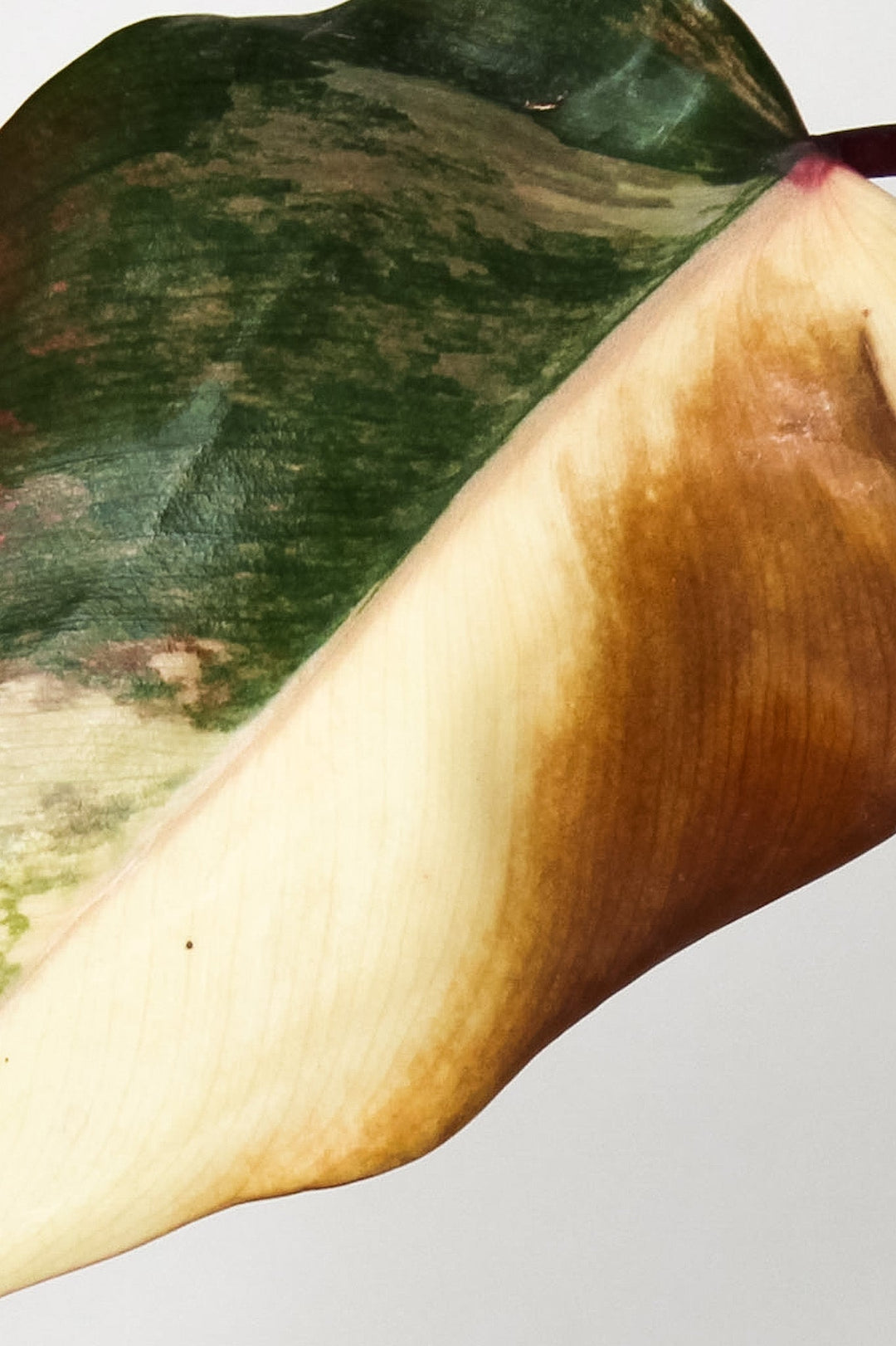 Philodendron Strawberry Shake - Ableger Viel Foliage Dreams