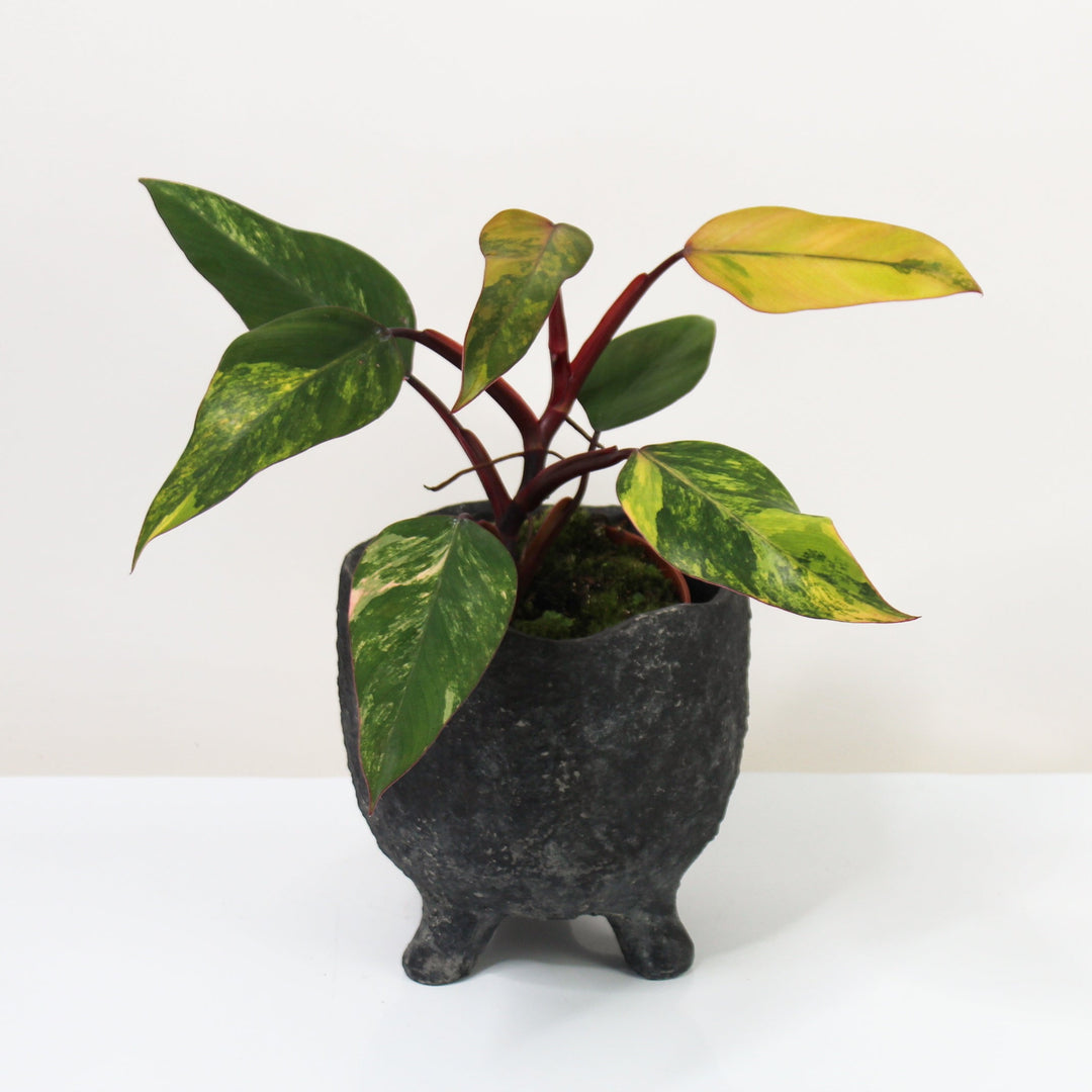 Philodendron Strawberry Shake L - Viel Foliage Dreams
