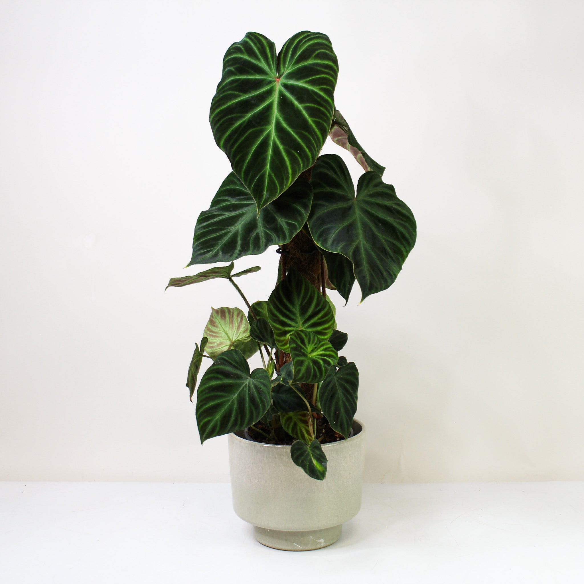 Philodendron Verrucosum – Foliage Dreams