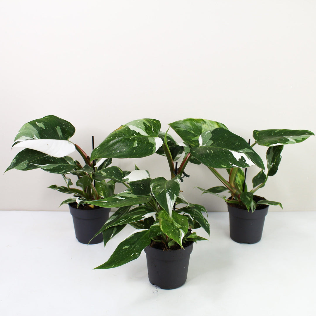 Philodendron White Princess Foliage Dreams