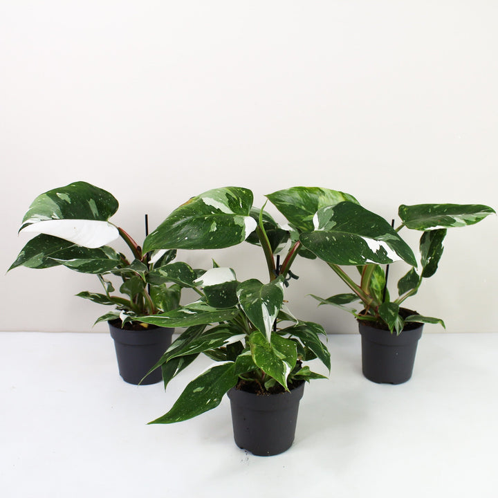 Philodendron White Princess Foliage Dreams