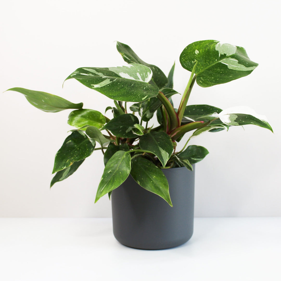 Philodendron White Princess L Foliage Dreams