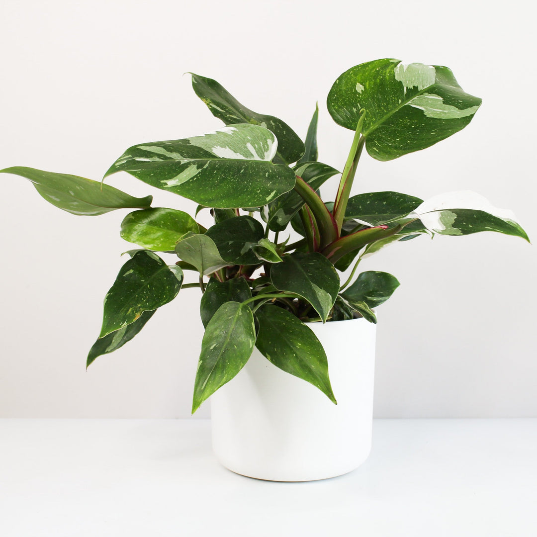 Philodendron White Princess L Foliage Dreams