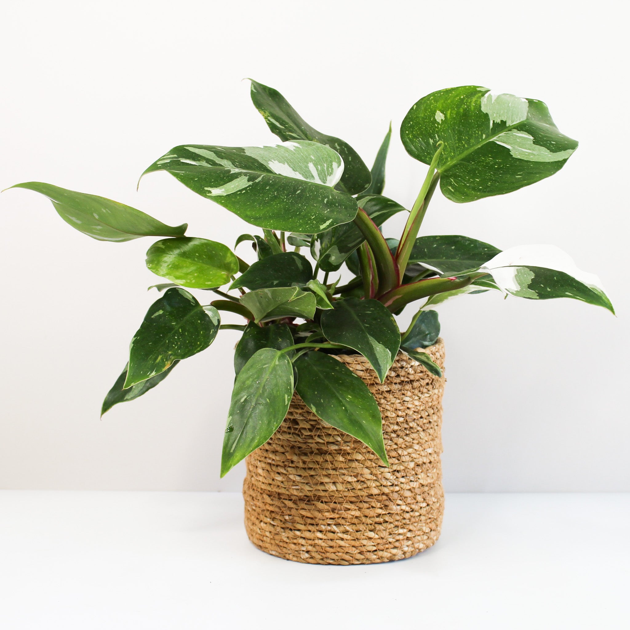 smart plant ivy Ivy Gen 2: The Ultimate Desk Buddy & Relaxing Present for Stress Relief