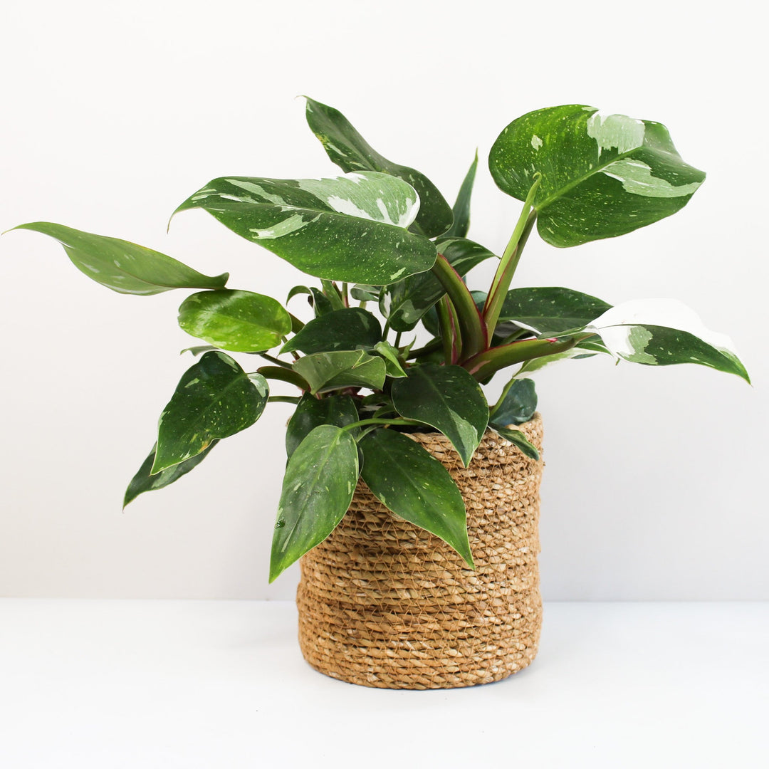 Philodendron White Princess L Foliage Dreams