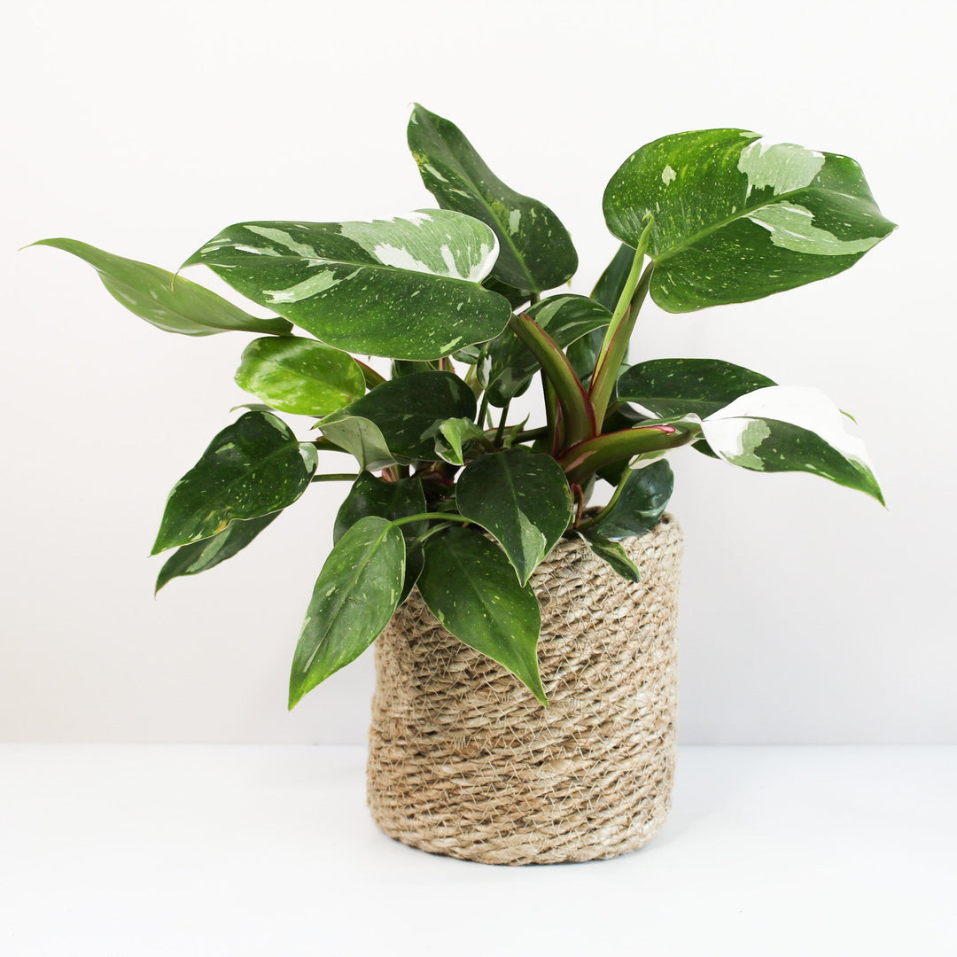Philodendron White Princess L Foliage Dreams