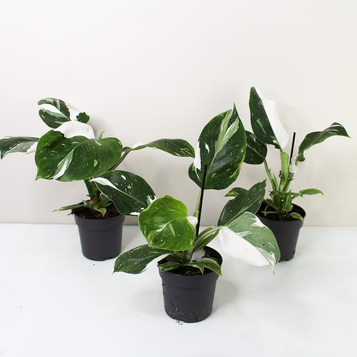 Philodendron White Wizard M Foliage Dreams