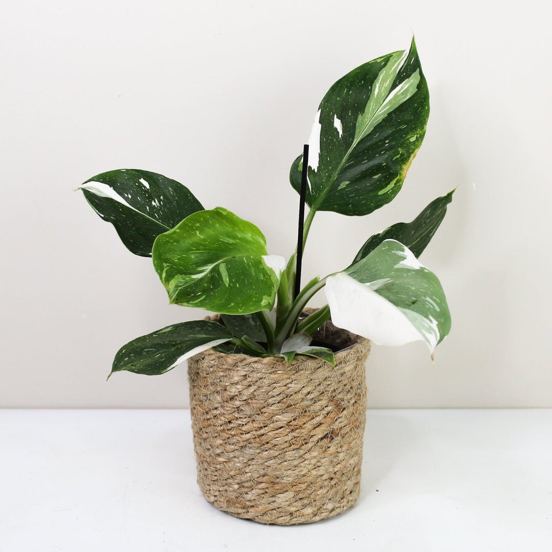 Philodendron White Wizard M Foliage Dreams