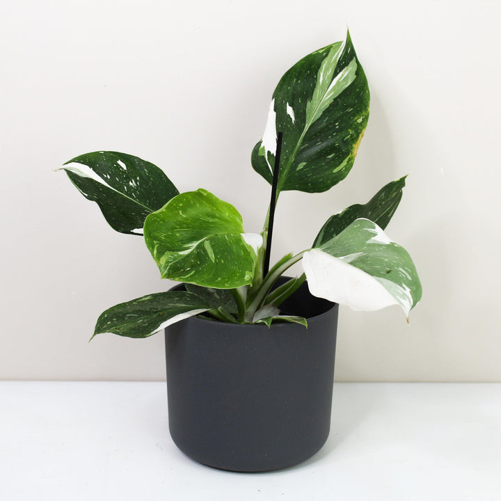 Philodendron White Wizard M Foliage Dreams