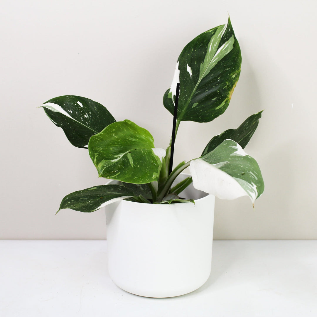 Philodendron White Wizard M Foliage Dreams