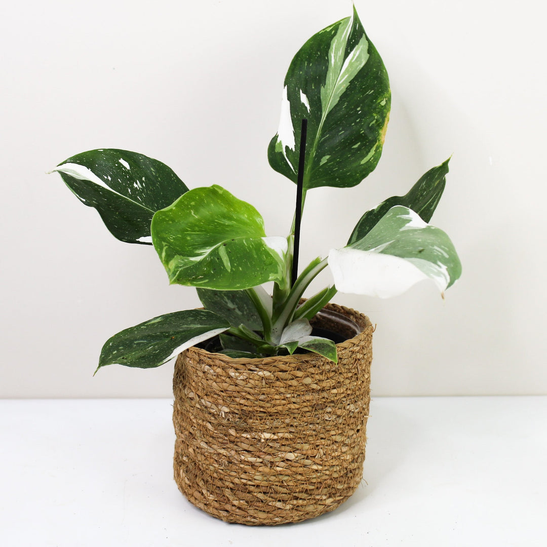 Philodendron White Wizard M Foliage Dreams