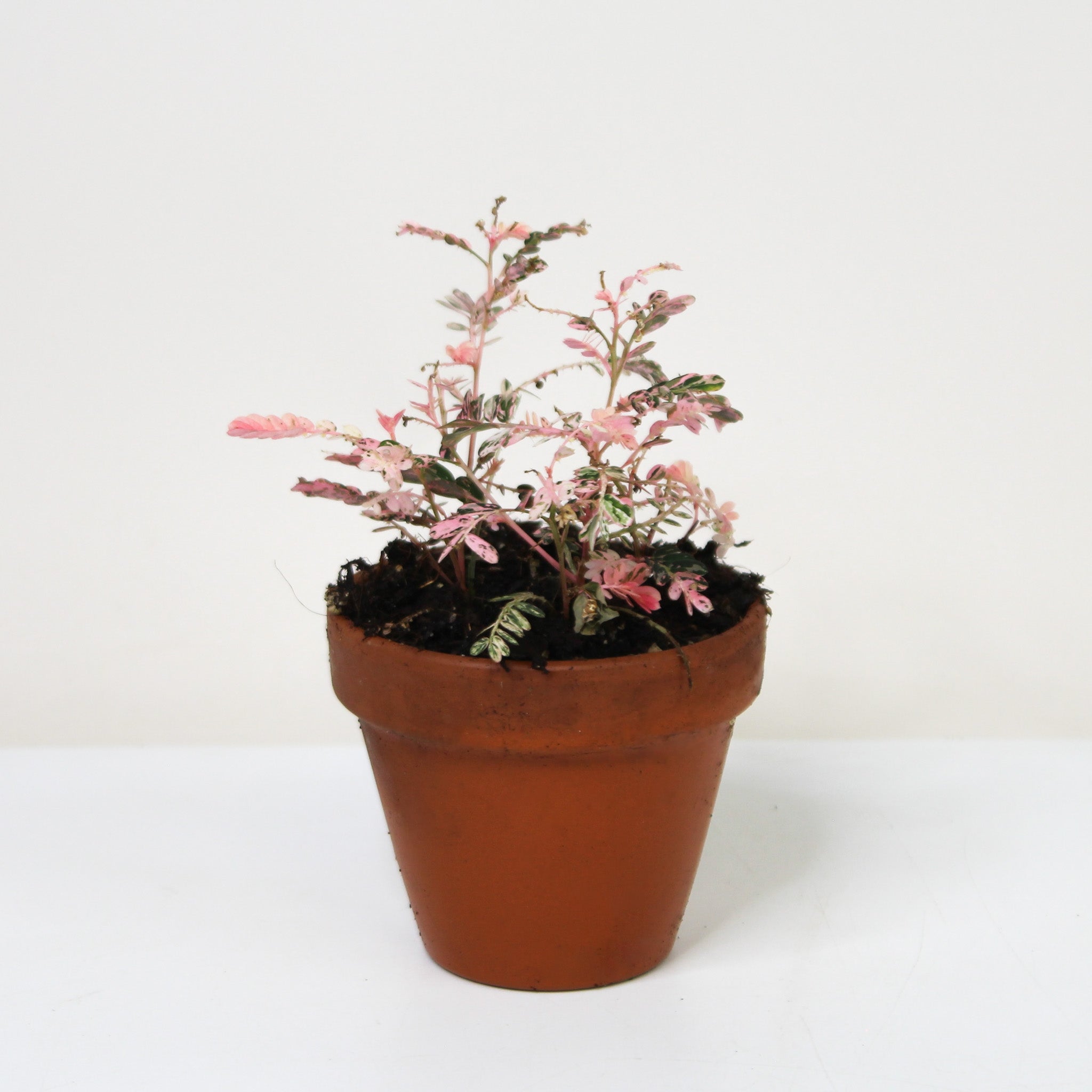 Phyllanthus Urinaria Pink Variegata – Foliage Dreams