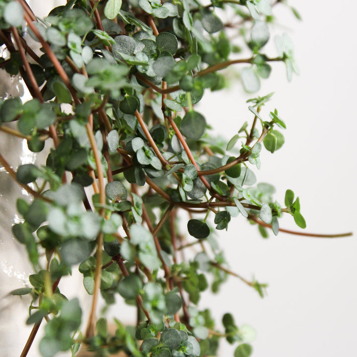 Pilea Glauca Foliage Dreams