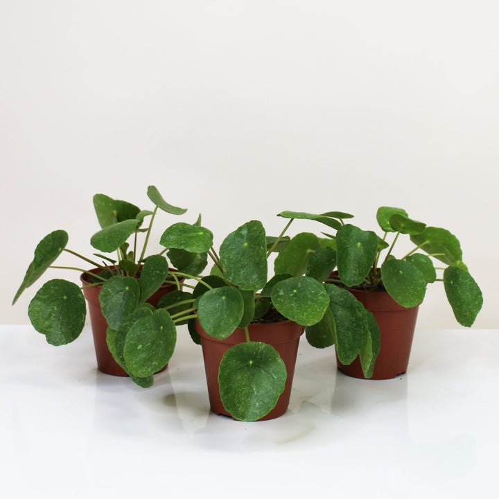 Pilea Peperomioides 'Sugar' M Foliage Dreams
