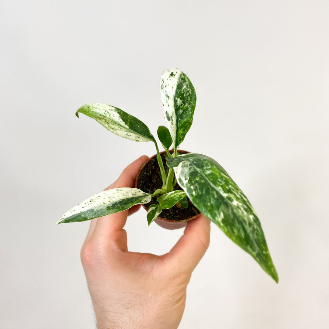 Rhaphidophora Puberula Variegata Babypflanze Foliage Dreams